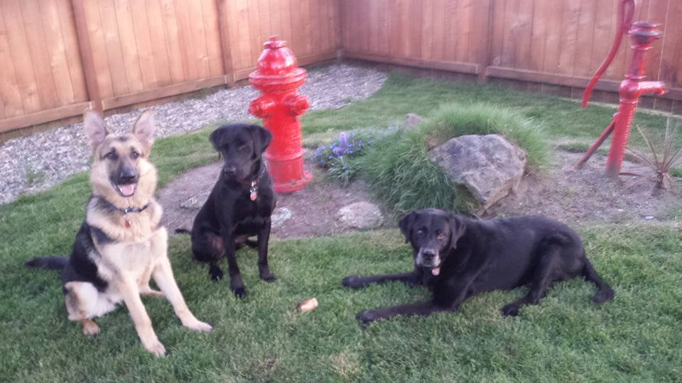 13124698_10154018012902906_7436868389169838851_n